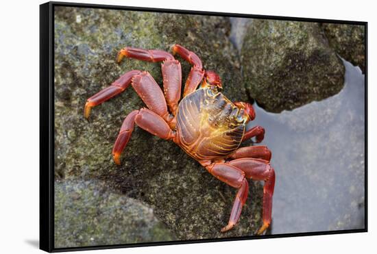 Ecuador, Galapagos Islands, Santa Cruz Island. Sally Lightfoot Crab-Kevin Oke-Framed Stretched Canvas