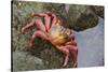 Ecuador, Galapagos Islands, Santa Cruz Island. Sally Lightfoot Crab-Kevin Oke-Stretched Canvas