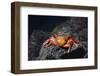 Ecuador, Galapagos Islands, Santa Cruz Island. Sally Lightfoot Crab-Kevin Oke-Framed Photographic Print