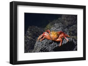 Ecuador, Galapagos Islands, Santa Cruz Island. Sally Lightfoot Crab-Kevin Oke-Framed Photographic Print