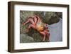 Ecuador, Galapagos Islands, Santa Cruz Island. Sally Lightfoot Crab-Kevin Oke-Framed Photographic Print