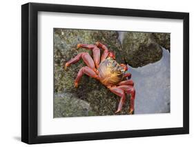 Ecuador, Galapagos Islands, Santa Cruz Island. Sally Lightfoot Crab-Kevin Oke-Framed Photographic Print