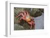 Ecuador, Galapagos Islands, Santa Cruz Island. Sally Lightfoot Crab-Kevin Oke-Framed Photographic Print