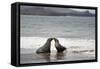 Ecuador, Galapagos Islands, Santiago Island. Galapagos Sea Lion-Kevin Oke-Framed Stretched Canvas