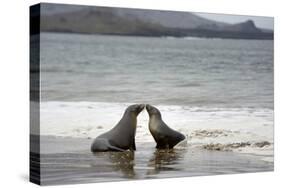 Ecuador, Galapagos Islands, Santiago Island. Galapagos Sea Lion-Kevin Oke-Stretched Canvas