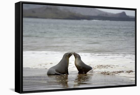 Ecuador, Galapagos Islands, Santiago Island. Galapagos Sea Lion-Kevin Oke-Framed Stretched Canvas