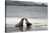 Ecuador, Galapagos Islands, Santiago Island. Galapagos Sea Lion-Kevin Oke-Stretched Canvas