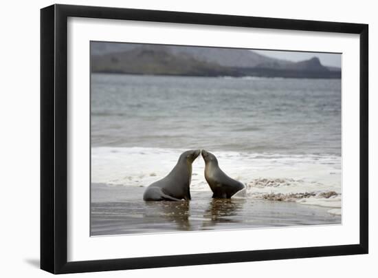 Ecuador, Galapagos Islands, Santiago Island. Galapagos Sea Lion-Kevin Oke-Framed Photographic Print