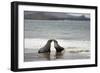 Ecuador, Galapagos Islands, Santiago Island. Galapagos Sea Lion-Kevin Oke-Framed Photographic Print