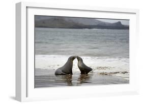 Ecuador, Galapagos Islands, Santiago Island. Galapagos Sea Lion-Kevin Oke-Framed Photographic Print