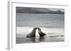 Ecuador, Galapagos Islands, Santiago Island. Galapagos Sea Lion-Kevin Oke-Framed Photographic Print