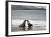 Ecuador, Galapagos Islands, Santiago Island. Galapagos Sea Lion-Kevin Oke-Framed Photographic Print