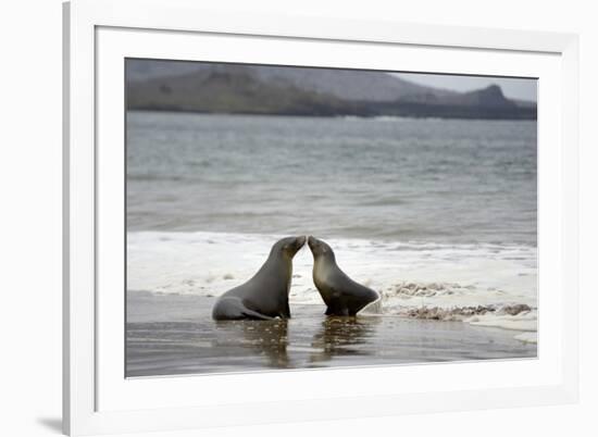 Ecuador, Galapagos Islands, Santiago Island. Galapagos Sea Lion-Kevin Oke-Framed Photographic Print