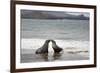 Ecuador, Galapagos Islands, Santiago Island. Galapagos Sea Lion-Kevin Oke-Framed Photographic Print