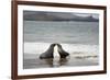 Ecuador, Galapagos Islands, Santiago Island. Galapagos Sea Lion-Kevin Oke-Framed Photographic Print