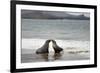 Ecuador, Galapagos Islands, Santiago Island. Galapagos Sea Lion-Kevin Oke-Framed Photographic Print