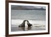 Ecuador, Galapagos Islands, Santiago Island. Galapagos Sea Lion-Kevin Oke-Framed Photographic Print