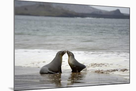 Ecuador, Galapagos Islands, Santiago Island. Galapagos Sea Lion-Kevin Oke-Mounted Photographic Print