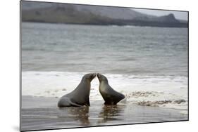 Ecuador, Galapagos Islands, Santiago Island. Galapagos Sea Lion-Kevin Oke-Mounted Photographic Print