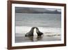 Ecuador, Galapagos Islands, Santiago Island. Galapagos Sea Lion-Kevin Oke-Framed Photographic Print