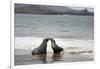 Ecuador, Galapagos Islands, Santiago Island. Galapagos Sea Lion-Kevin Oke-Framed Photographic Print