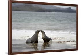 Ecuador, Galapagos Islands, Santiago Island. Galapagos Sea Lion-Kevin Oke-Framed Photographic Print