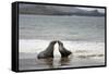 Ecuador, Galapagos Islands, Santiago Island. Galapagos Sea Lion-Kevin Oke-Framed Stretched Canvas