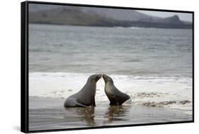 Ecuador, Galapagos Islands, Santiago Island. Galapagos Sea Lion-Kevin Oke-Framed Stretched Canvas