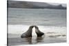 Ecuador, Galapagos Islands, Santiago Island. Galapagos Sea Lion-Kevin Oke-Stretched Canvas