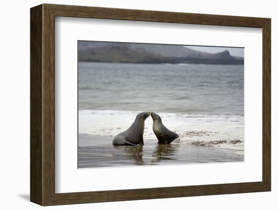 Ecuador, Galapagos Islands, Santiago Island. Galapagos Sea Lion-Kevin Oke-Framed Premium Photographic Print