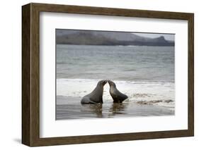 Ecuador, Galapagos Islands, Santiago Island. Galapagos Sea Lion-Kevin Oke-Framed Premium Photographic Print