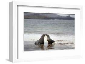 Ecuador, Galapagos Islands, Santiago Island. Galapagos Sea Lion-Kevin Oke-Framed Premium Photographic Print