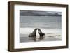 Ecuador, Galapagos Islands, Santiago Island. Galapagos Sea Lion-Kevin Oke-Framed Photographic Print