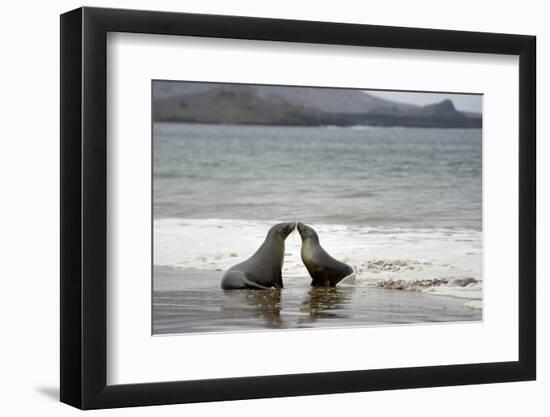 Ecuador, Galapagos Islands, Santiago Island. Galapagos Sea Lion-Kevin Oke-Framed Photographic Print