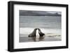 Ecuador, Galapagos Islands, Santiago Island. Galapagos Sea Lion-Kevin Oke-Framed Photographic Print