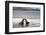 Ecuador, Galapagos Islands, Santiago Island. Galapagos Sea Lion-Kevin Oke-Framed Photographic Print