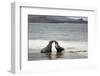 Ecuador, Galapagos Islands, Santiago Island. Galapagos Sea Lion-Kevin Oke-Framed Photographic Print