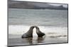 Ecuador, Galapagos Islands, Santiago Island. Galapagos Sea Lion-Kevin Oke-Mounted Photographic Print