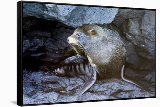 Ecuador, Galapagos Islands, Santiago, Puerto Egas. Galapagos Sea Lion in the Rocks-Ellen Goff-Framed Stretched Canvas