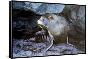 Ecuador, Galapagos Islands, Santiago, Puerto Egas. Galapagos Sea Lion in the Rocks-Ellen Goff-Framed Stretched Canvas