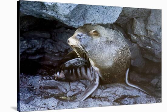 Ecuador, Galapagos Islands, Santiago, Puerto Egas. Galapagos Sea Lion in the Rocks-Ellen Goff-Stretched Canvas