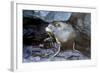 Ecuador, Galapagos Islands, Santiago, Puerto Egas. Galapagos Sea Lion in the Rocks-Ellen Goff-Framed Photographic Print