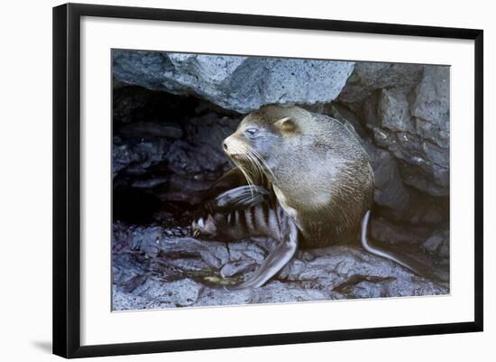 Ecuador, Galapagos Islands, Santiago, Puerto Egas. Galapagos Sea Lion in the Rocks-Ellen Goff-Framed Photographic Print