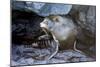 Ecuador, Galapagos Islands, Santiago, Puerto Egas. Galapagos Sea Lion in the Rocks-Ellen Goff-Mounted Photographic Print