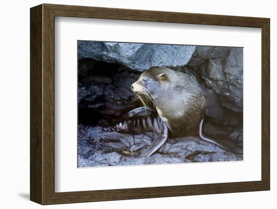 Ecuador, Galapagos Islands, Santiago, Puerto Egas. Galapagos Sea Lion in the Rocks-Ellen Goff-Framed Photographic Print