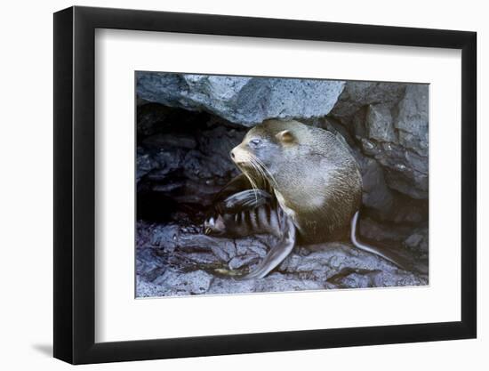 Ecuador, Galapagos Islands, Santiago, Puerto Egas. Galapagos Sea Lion in the Rocks-Ellen Goff-Framed Photographic Print