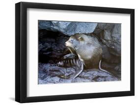 Ecuador, Galapagos Islands, Santiago, Puerto Egas. Galapagos Sea Lion in the Rocks-Ellen Goff-Framed Photographic Print