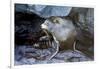 Ecuador, Galapagos Islands, Santiago, Puerto Egas. Galapagos Sea Lion in the Rocks-Ellen Goff-Framed Photographic Print