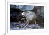 Ecuador, Galapagos Islands, Santiago, Puerto Egas. Galapagos Sea Lion in the Rocks-Ellen Goff-Framed Photographic Print