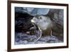 Ecuador, Galapagos Islands, Santiago, Puerto Egas. Galapagos Sea Lion in the Rocks-Ellen Goff-Framed Photographic Print